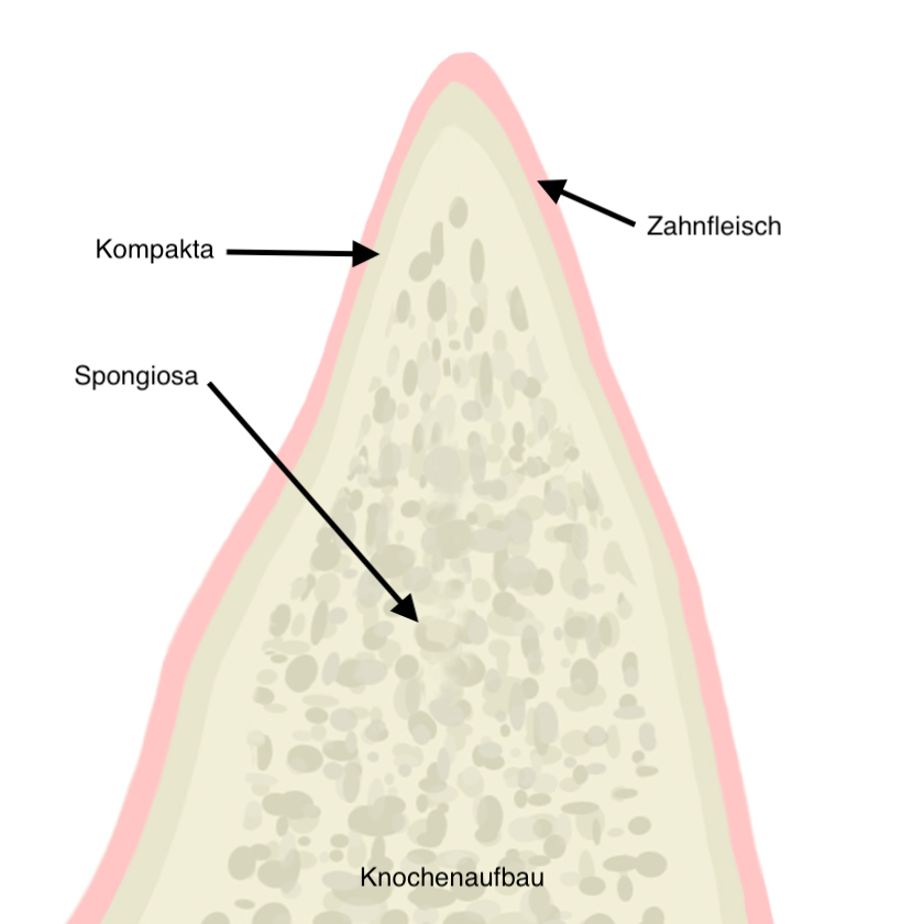 Knochenaufbau Definition