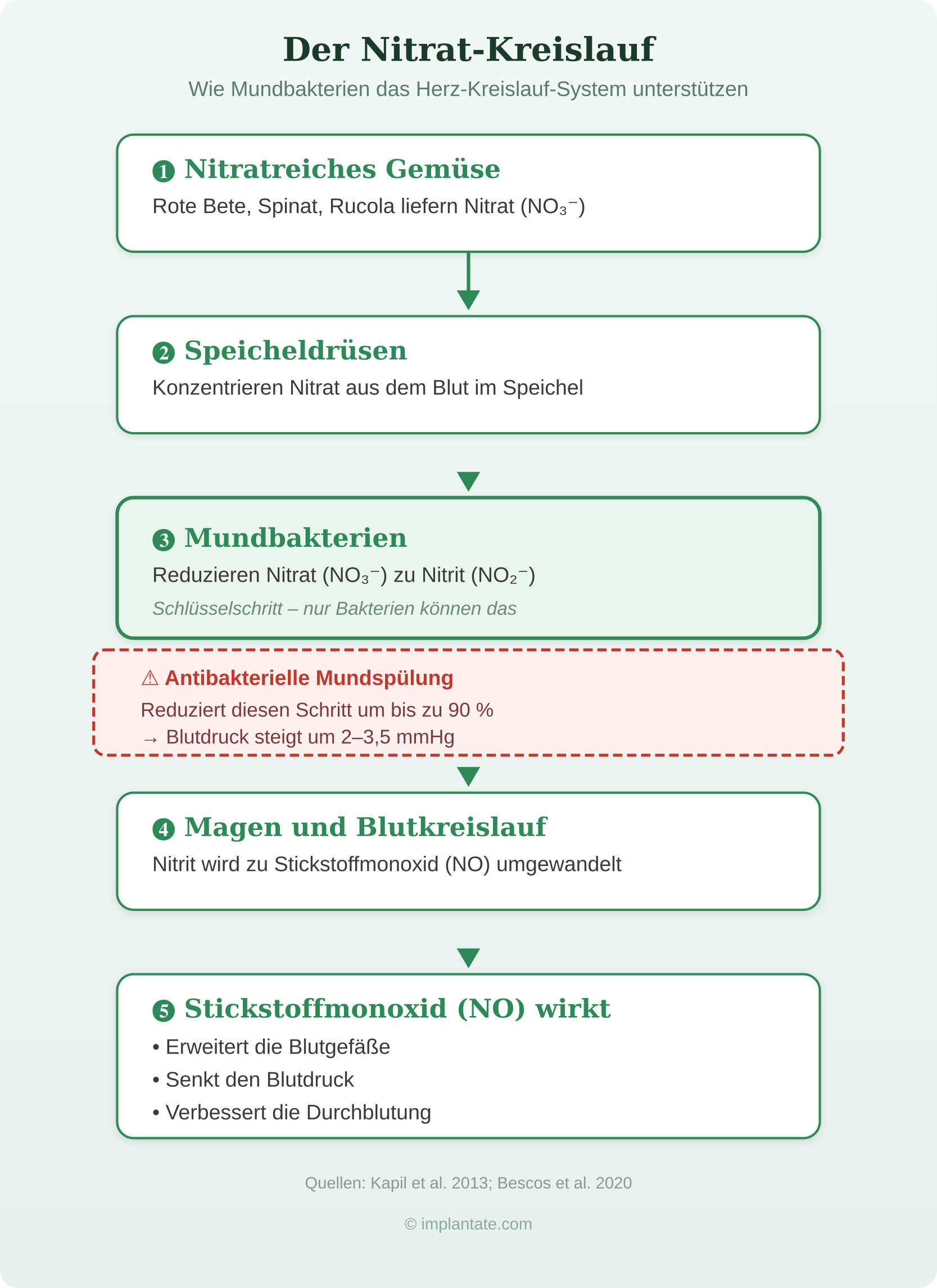 Nitrat-Kreislauf im Mund – Orale Bakterien und Blutdruckregulation
